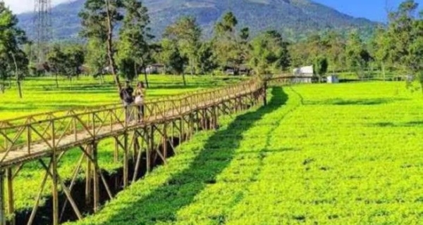 Kebun Teh Tambi